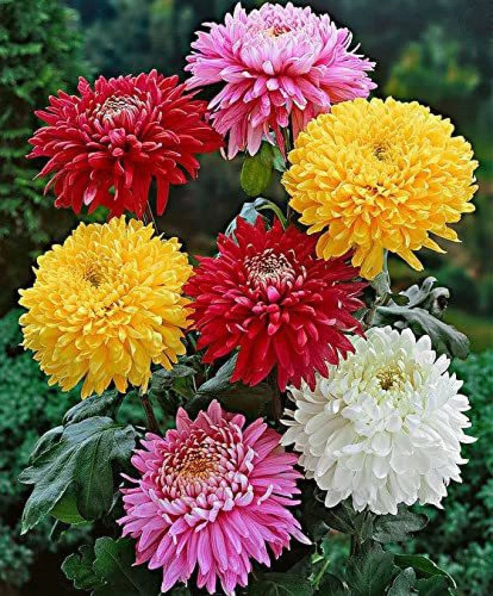 Organic Mixed Colors Chrysanthemum Flower Seeds for Planting – Heirloom, Non-GMO