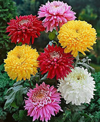Organic Mixed Colors Chrysanthemum Flower Seeds for Planting – Heirloom, Non-GMO