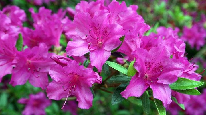 Azalea Flower Seeds Multicolor for Planting NON GMO Seeds