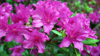 Azalea Flower Seeds Multicolor for Planting NON GMO Seeds