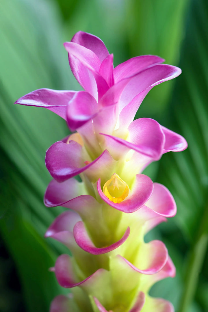 Organic Purple Curcuma Flower Seeds for Planting – Heirloom, Non-GMO