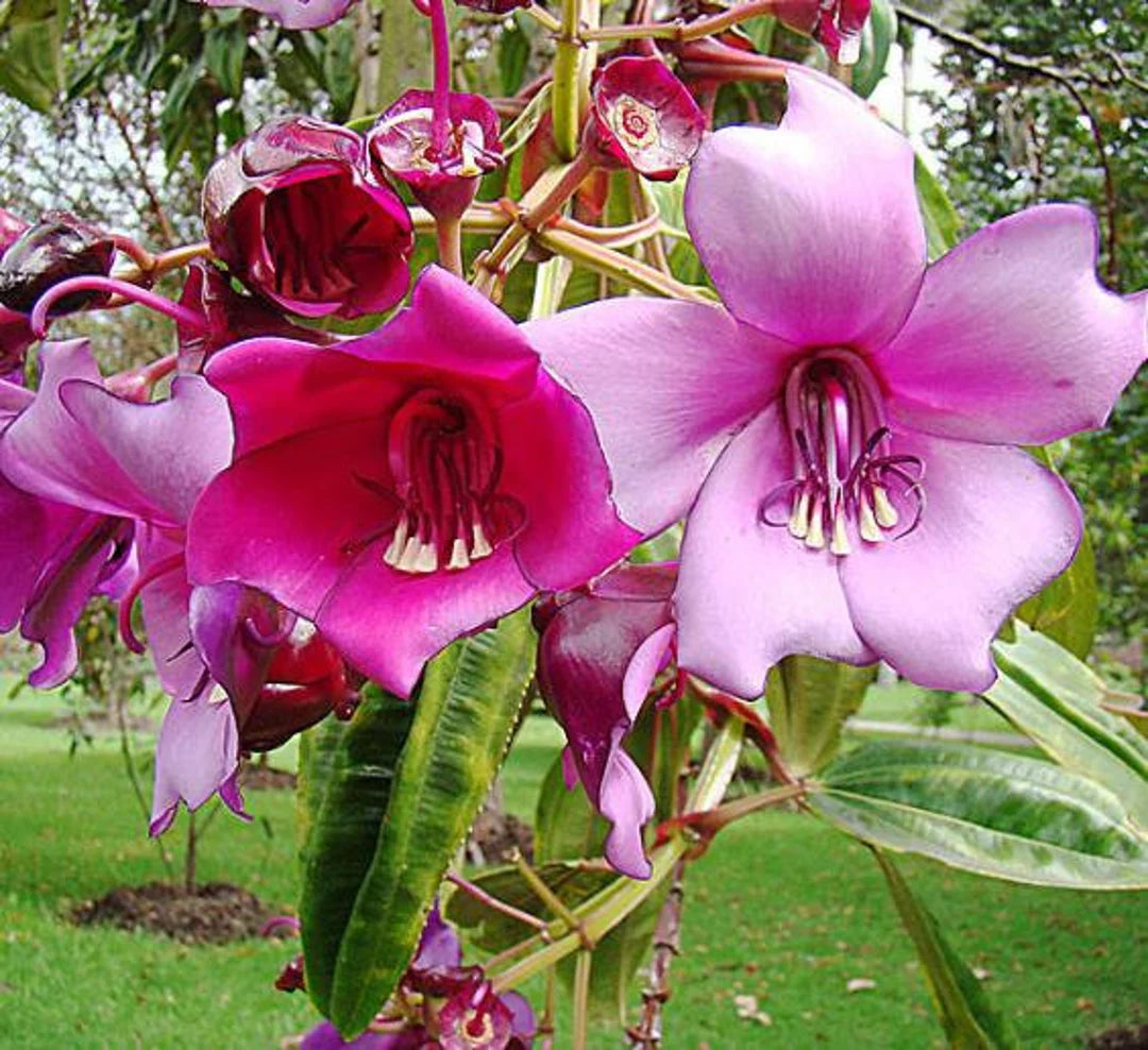 Meriania Nobilis Flower Seeds for Garden Planting – Heirloom, Non-GMO Exotic Blooms