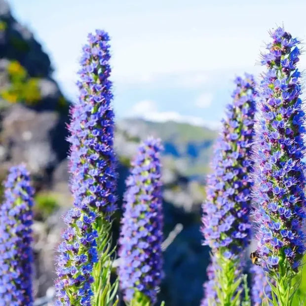 Madeira Flower Seeds for Planting, NON GMO Seeds