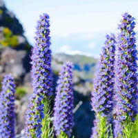Madeira Flower Seeds for Planting, NON GMO Seeds