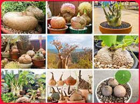 Mixed Caudex Succulent Seeds – Heirloom Non‑GMO Ornamental Seeds