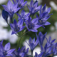Fabiola Flower Seeds for Planting, NON GMO Seeds