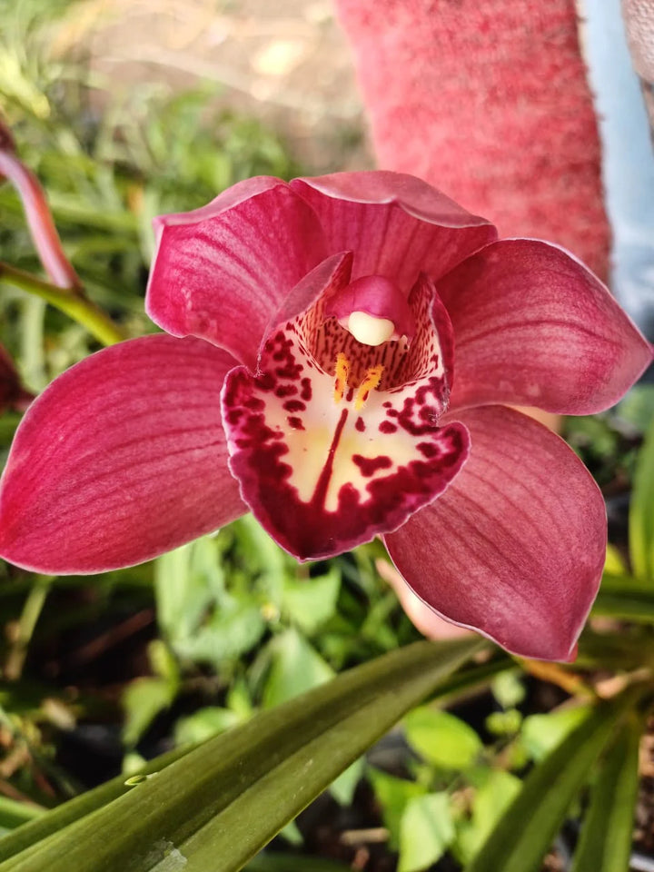 Cymbidium Faberi Orchid Seeds - Heirloom Non-GMO Planting Flower Seeds