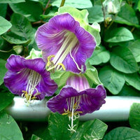 Heirloom Cup and Saucer Flower Seeds, Non-GMO Bell-Shaped Blooms for Cottage Garden Planting