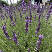 English Lavender Garden Seeds for Planting – Heirloom Organic Non-GMO with Consistent Germination