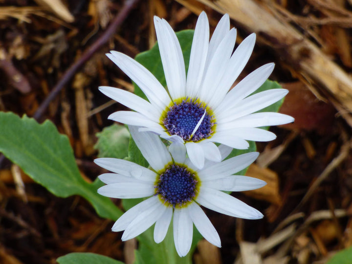 Heirloom Non-GMO White Arctotis Flower Seeds for Elegant Garden Displays and Outdoor Planting