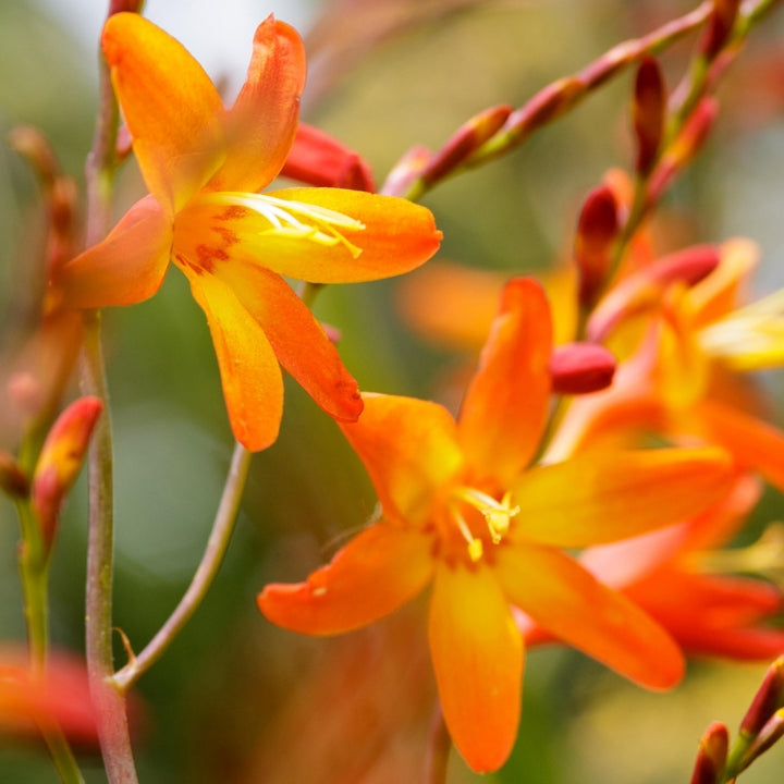 Orange Crocosmia flower seeds for planting - Heirloom and Non-GMO garden seeds