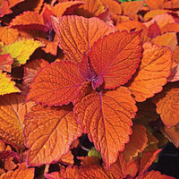 Heirloom Non-GMO Deep Orange Coleus Plant Seeds for Garden Planting – Vibrant Foliage Variety