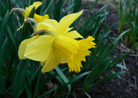 Light Yellow Narcissus Seeds for Planting, NON GMO Seeds