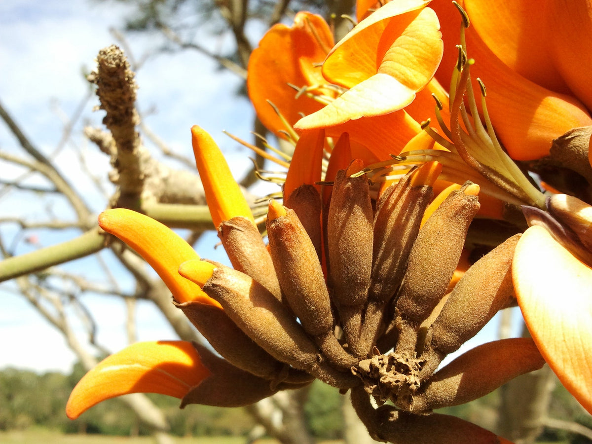 Yellow Erythrina Seeds for Planting - NON GMO Seeds