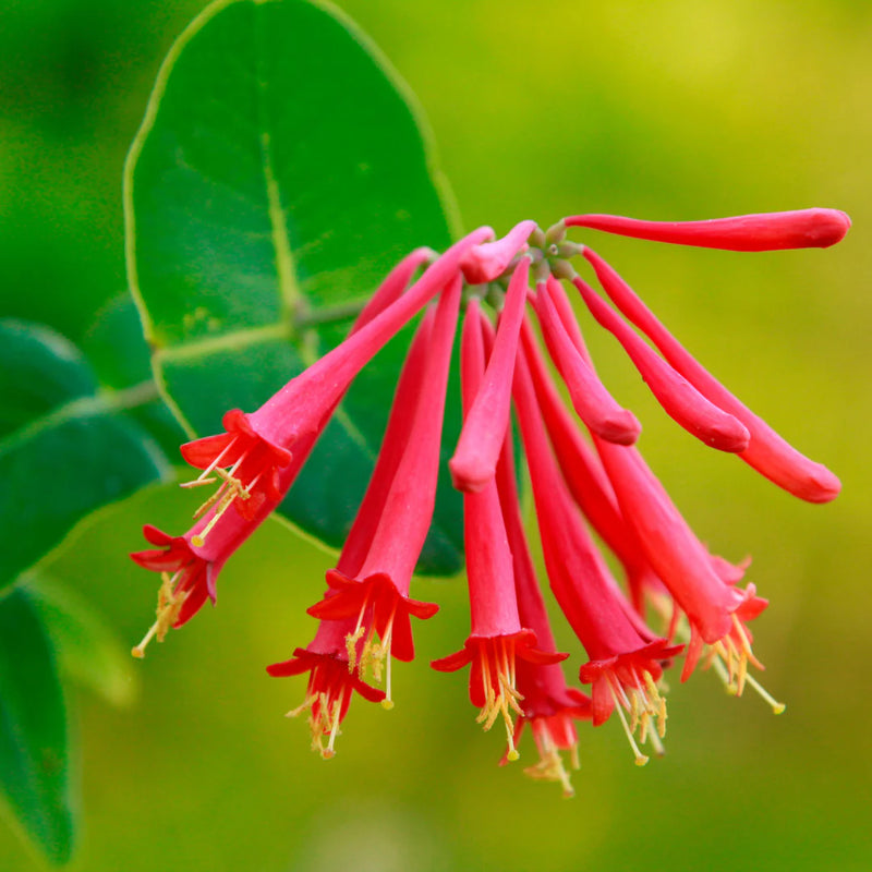 Lonicera Ciliosa Flower Seeds Heirloom Non GMO Planting - 100 pcs