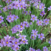 Sisyrinchium Flower Seeds ? Heirloom, Non-GMO, Blue-Eyed Grass Blooms for Garden Planting