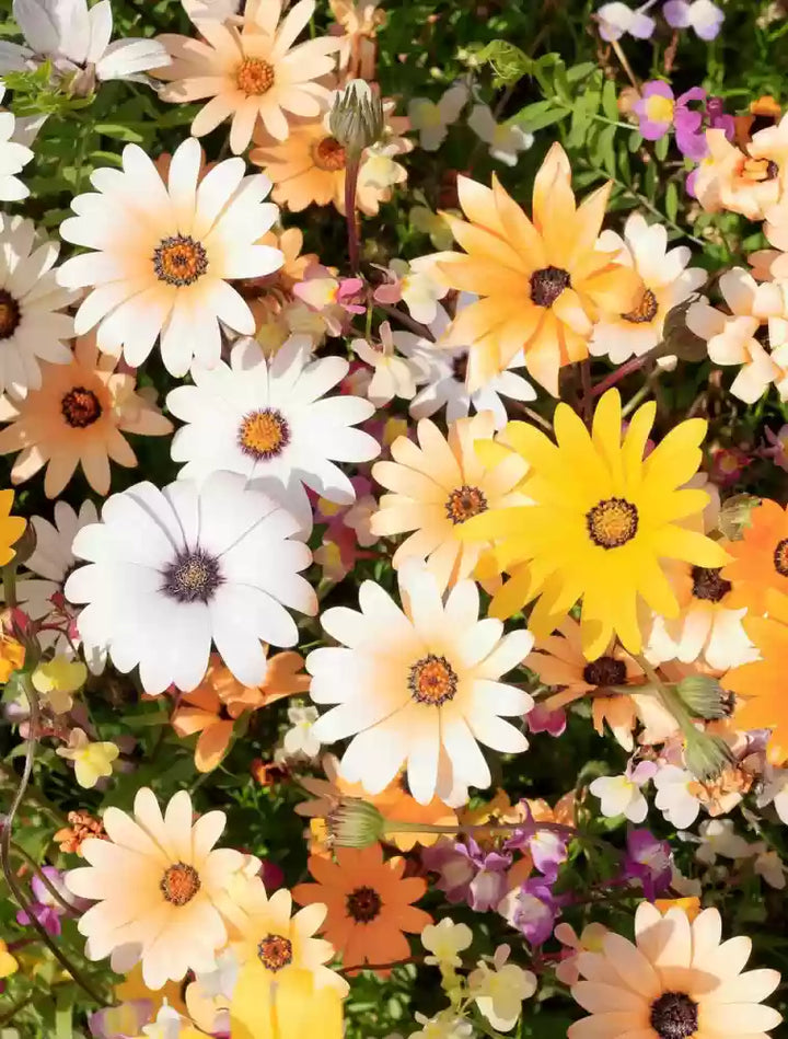 Heirloom Dimorphotheca Flower Seeds for Planting, Non-GMO