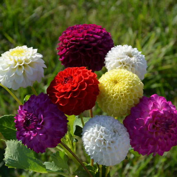 Yellow Blue Dahlia Flower Seeds â€“ Heirloom Non-GMO Seeds for Garden Planting