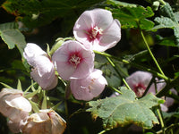 Dombeya Burgessiae Flower Seeds for Planting, NON GMO Seeds