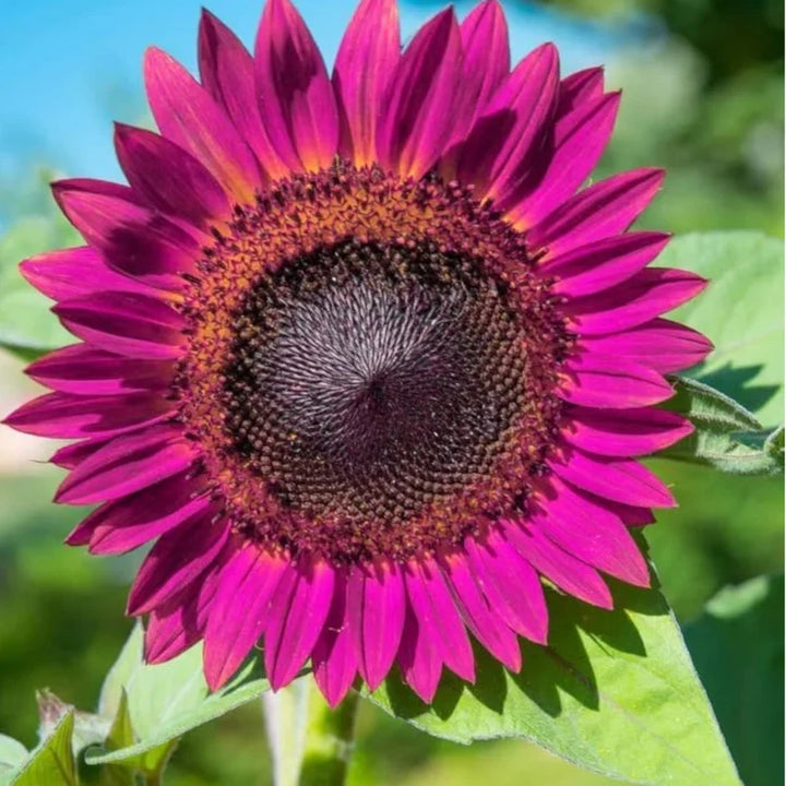 Organic Purple Sunflower Flower Seeds for Planting – Heirloom, Non-GMO