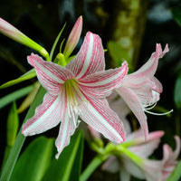 Heirloom Non-GMO Pink Hippeastrum Rutilum Flower Seeds for Garden Planting – Exotic Amaryllis Blooms