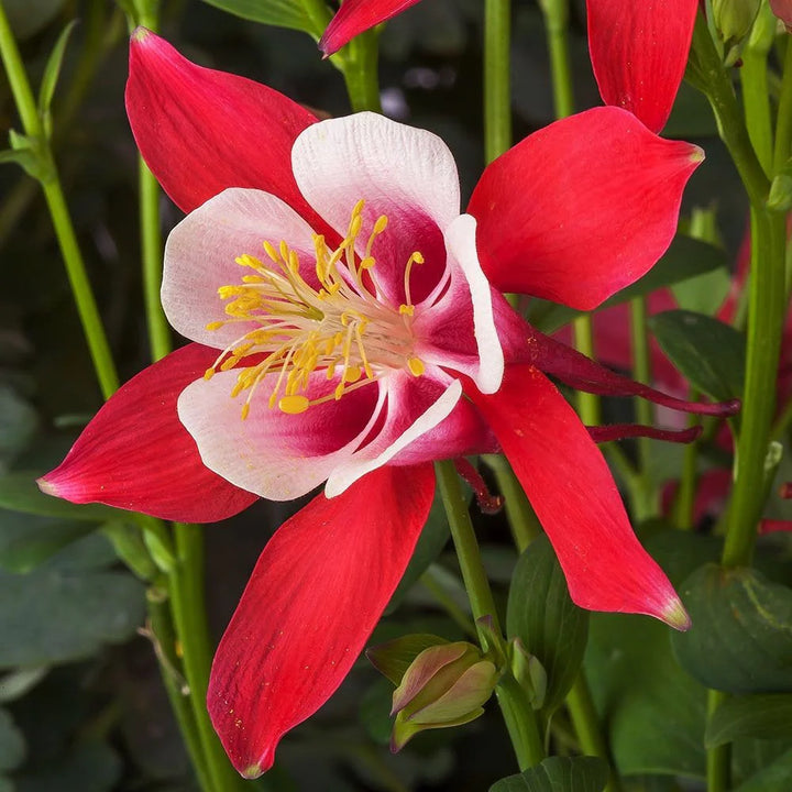 Heirloom Non-GMO Columbine Flower Seeds for Planting – Colorful Perennial Wildflower Blooms