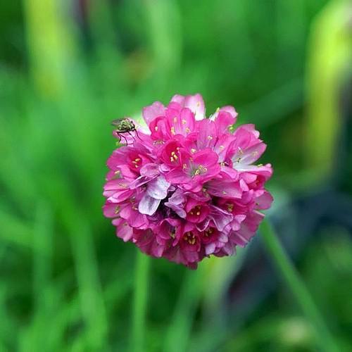 Heirloom Maritima Flower Seeds, Non-GMO Coastal Blooms for Hardy Garden and Rockery Planting
