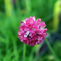 Heirloom Maritima Flower Seeds, Non-GMO Coastal Blooms for Hardy Garden and Rockery Planting