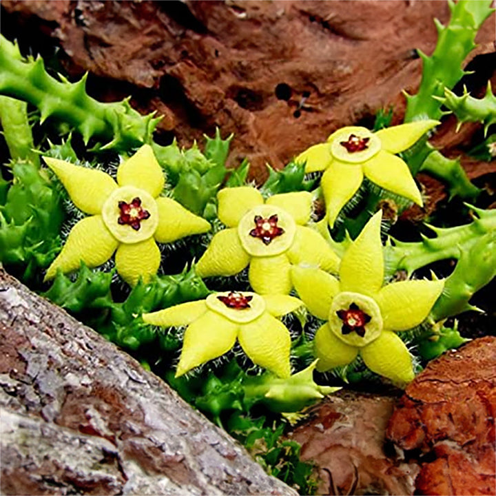 Heirloom Stapelia Flower Seeds, Non-GMO Star-Shaped Succulent Blooms for Unique Garden Planting