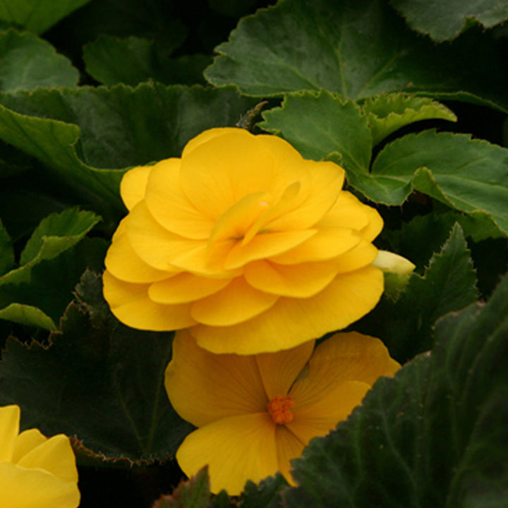 Mocca Yellow Flower Seeds for Planting – Organic, Heirloom, Non-GMO Seeds