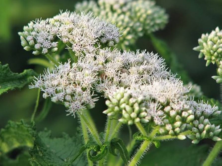 White Boneset (Thoroughwort) Flower Seeds – Non-GMO Heirloom Seeds for Planting