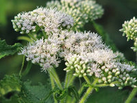 White Boneset (Thoroughwort) Flower Seeds – Non-GMO Heirloom Seeds for Planting
