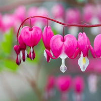 Bleeding Heart Flower Seeds for Planting - NON GMO Seeds