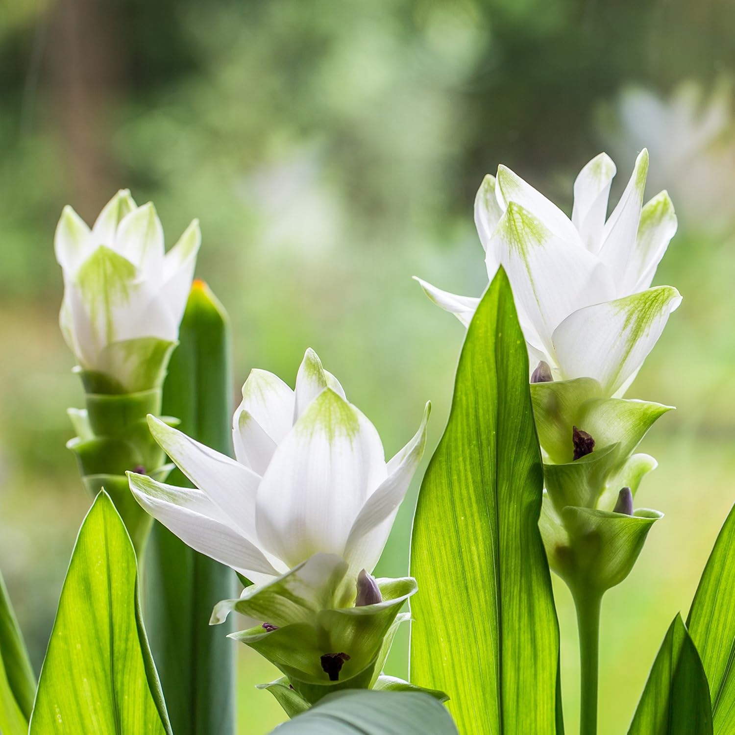 Organic Curcuma Longa Flower Seeds for Planting – Heirloom, Non-GMO