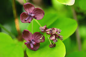 Akebia Flower Seeds for Planting, Fresh - NON GMO Seeds