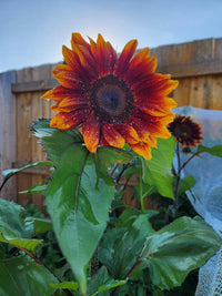 Orange Red Sunflower Seeds for Planting – Bright Blooms for Gardens, Pollinators & Decorative Use