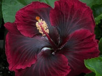 Heirloom Non-GMO Purple Maroon Hibiscus Flower Seeds – Bold Tropical Blooms for Garden Planting