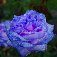 Rainy Blue Rose Plant Seeds for Planting - Non-GMO Heirloom Garden Seeds for Growing