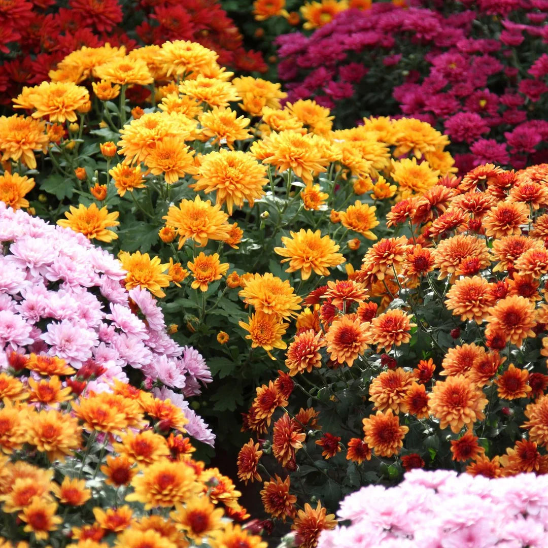 Chrysanthemum Flower Seeds Heirloom Non GMO Planting - 100 pcs