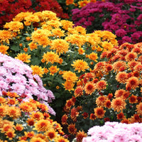 Chrysanthemum Flower Seeds Heirloom Non GMO Planting - 100 pcs