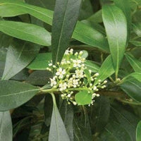 Ilex Paraguayensis Flower Seeds for Planting, NON GMO Seeds