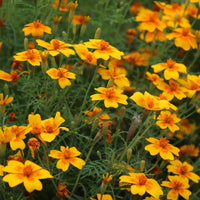 Yellow Marigold Tangerine Flower Seeds for Planting - Heirloom and Non-GMO Seeds for Beautiful Home Garden