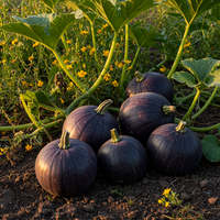 Purple Pumpkin Garden Seeds for Planting – Heirloom Organic Non-GMO with Consistent Germination