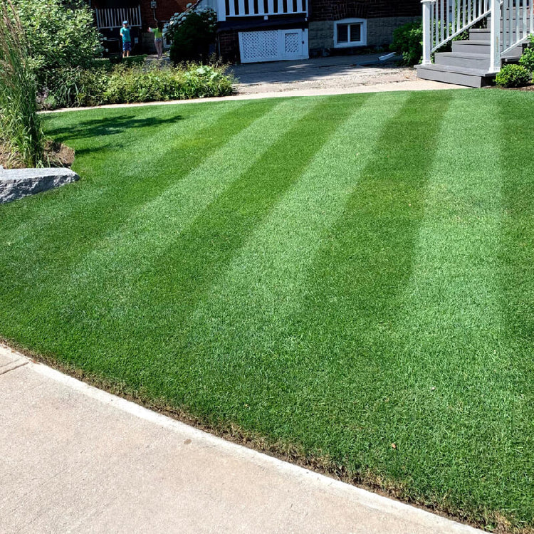 Kentucky Bluegrass Seeds