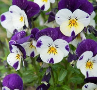 Heirloom Non-GMO Viola Purple White Flower Seeds for Planting – Decorative Blooming Flower Seeds