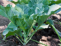 Green Collard Greens Plant Seeds for Planting NON GMO Seeds