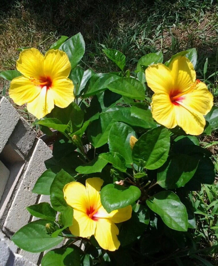Heirloom Non-GMO Hibiscus Flower Seeds for Planting – Exotic Vibrant Blooms