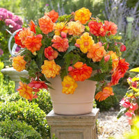 Heirloom Non-GMO Tuberous Begonia Flower Seeds for Planting – Lush Shade-Loving Blooming Seeds