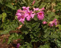 Pink Incarvillea Flower Seeds for Planting, NON GMO Seeds