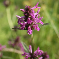 Stachys Flower Seeds – Heirloom, Non-GMO, Fuzzy Foliage Blooms for Garden Planting
